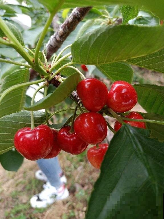 家里有院子，春天种这4种树，赏花赏果两不误