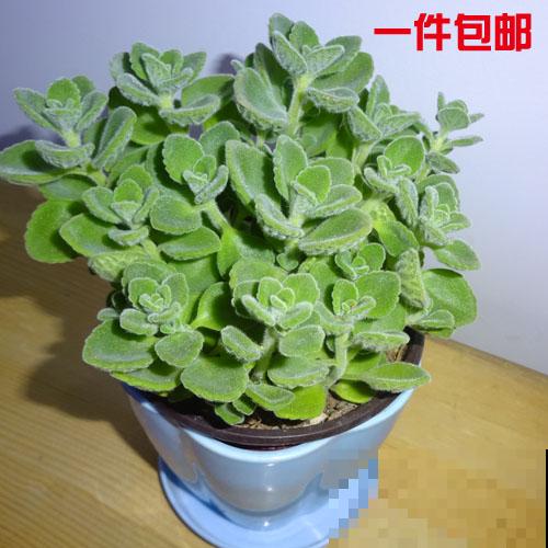 4种超有趣的植物，随便养一种，都成了“玩具”