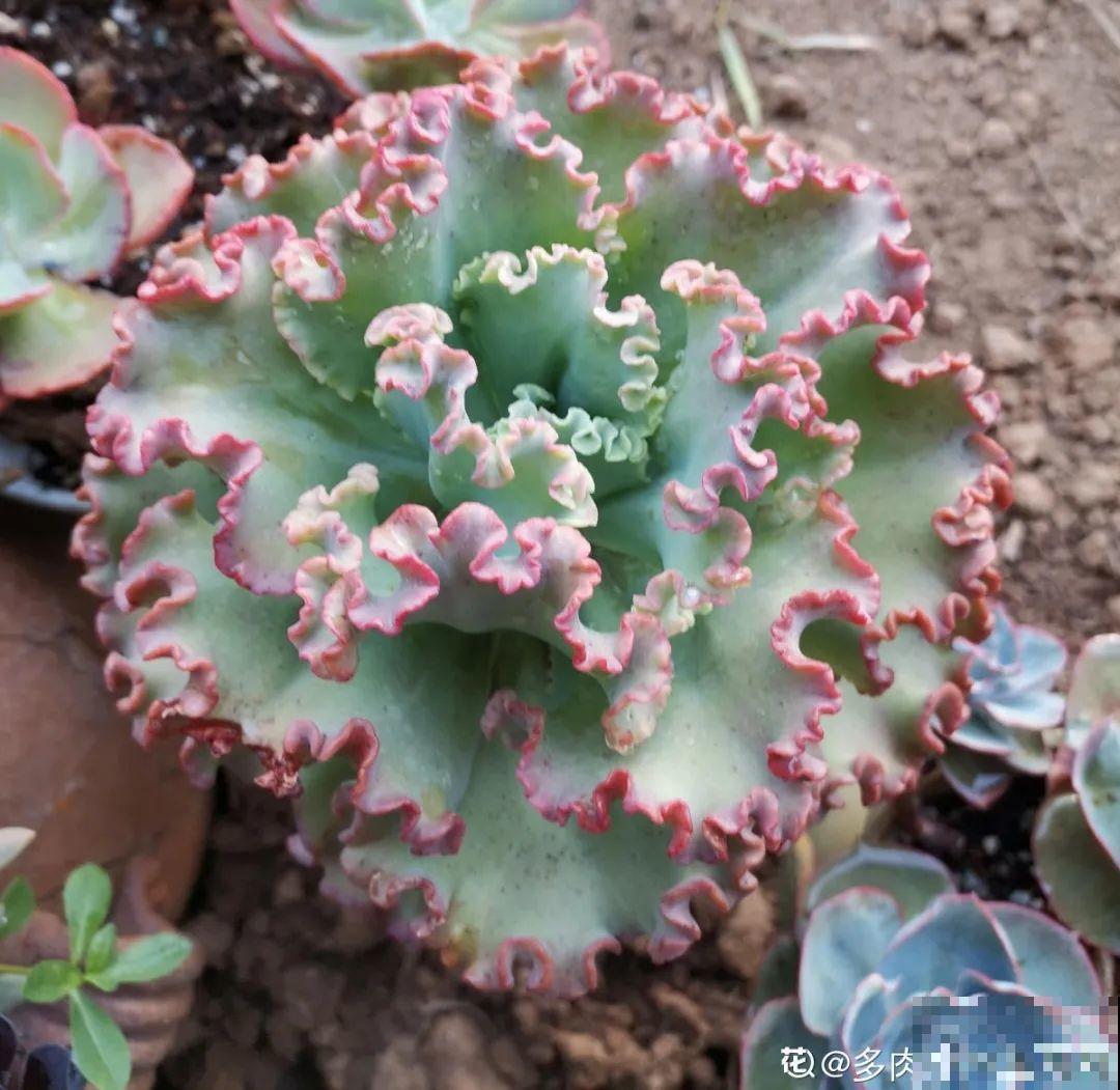 自然生长的多肉，叶子肥嘟嘟，壮得像大白菜