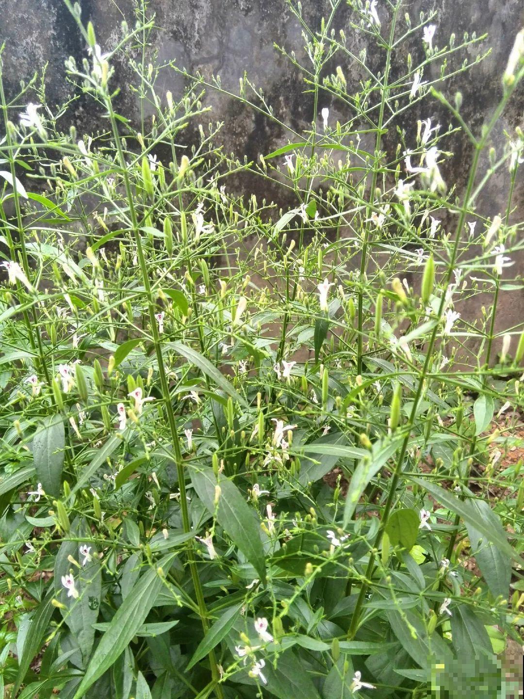 8种草是下火草药，农村最多，城市少见