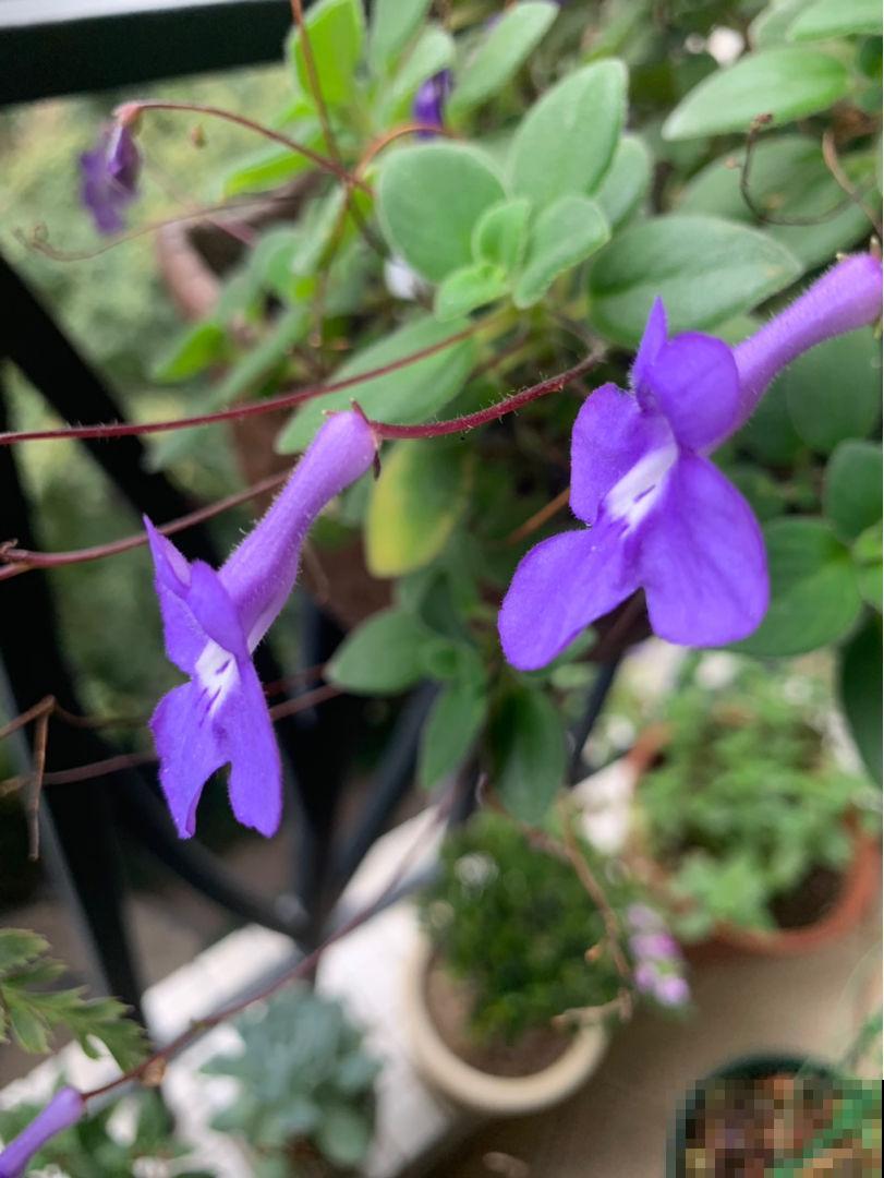 3种花吊起来养，爆盆更容易，阳台也能变成花园