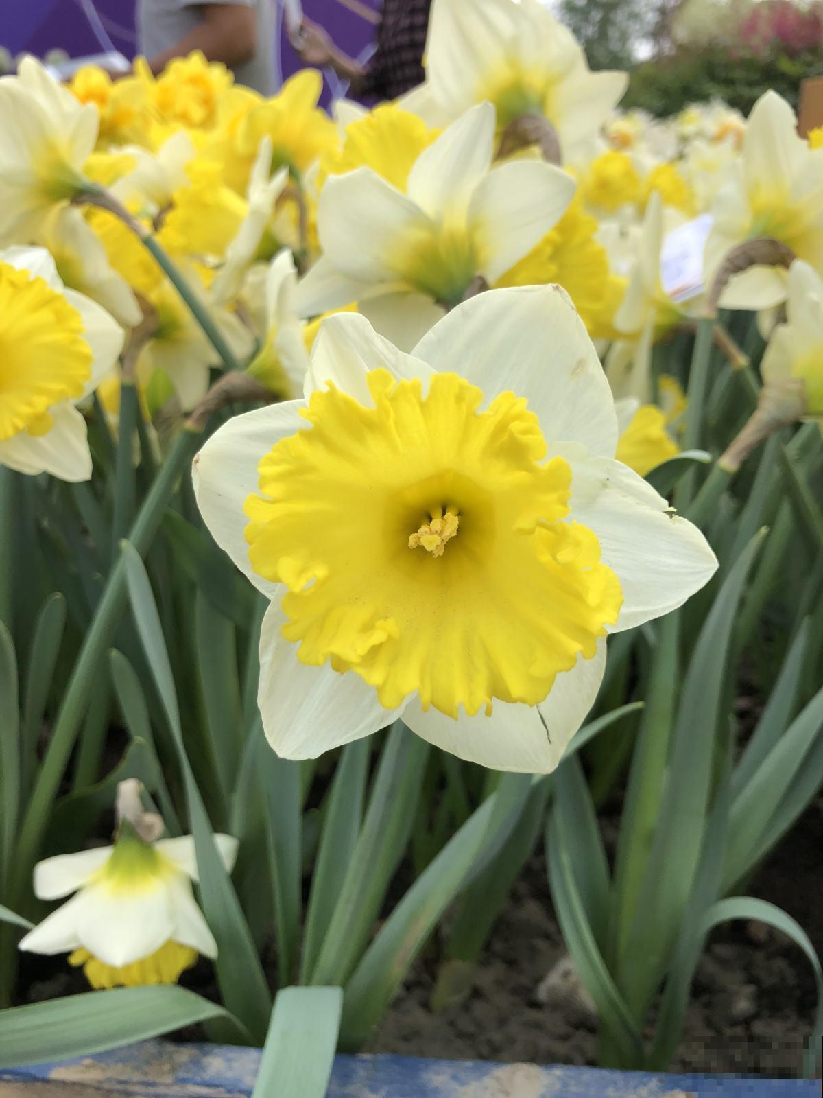 又到了养水仙的季节!做到这几点,水仙才能砰砰开花! 又到了养水仙的季节!做到这几点,水仙才能砰砰开花!