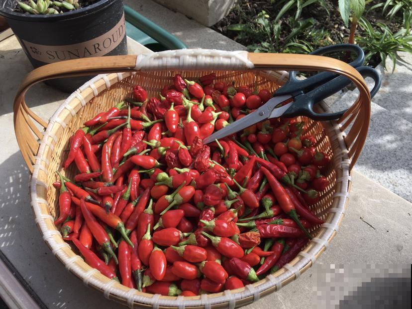 要学会用冰箱，才能保证食材新鲜，不然食物都生细菌了