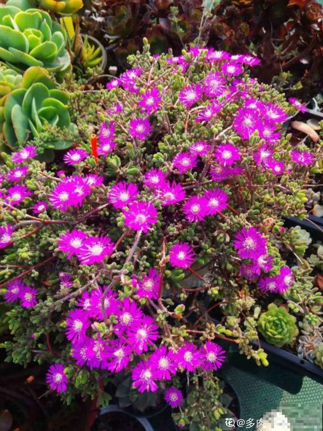 5种多肉,开花不会死,反而活得更久 5种多肉,开花不会死,反而活得更久