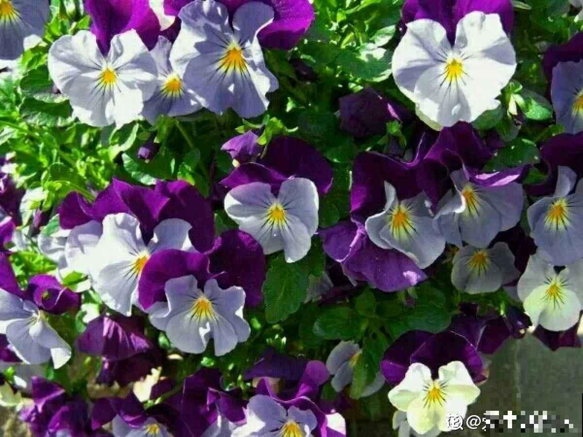 3种花就适合养满窗台，一开花犹如花海，满屋都是花！