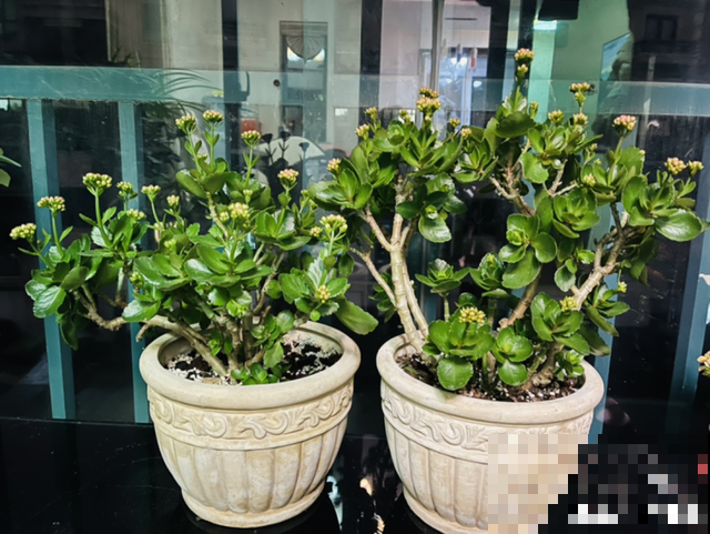 5种花养在小花盆里，只要养两年，就能变成老桩