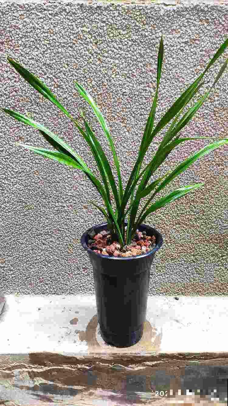 3种花长得像蔬菜，养家里千万不能被误食，容易中毒