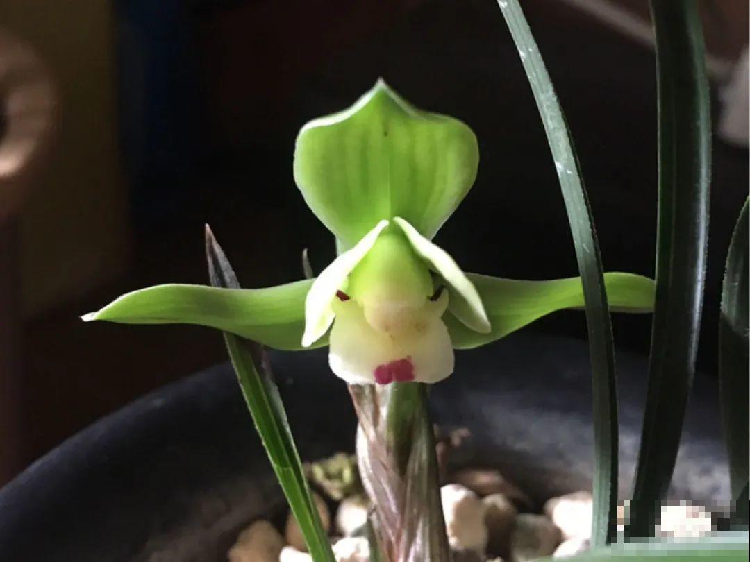 最逗的兰花,开花像人脸,越看越想笑 最逗的兰花,开花像人脸,越看越想笑