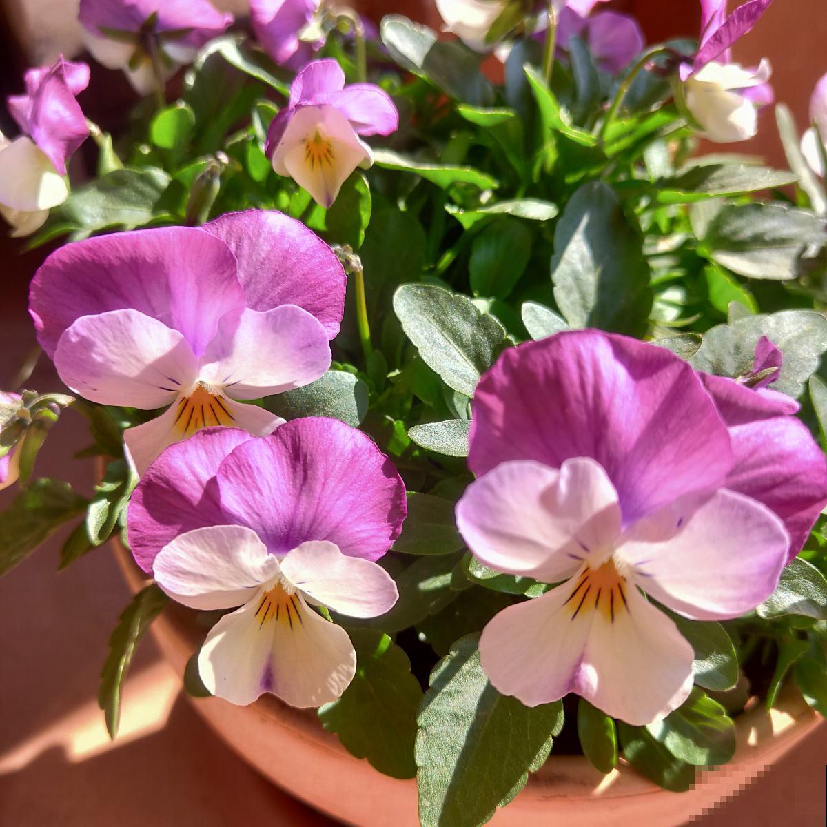 春天要准备赏花了，初春花朵图谱，看了就都认识了