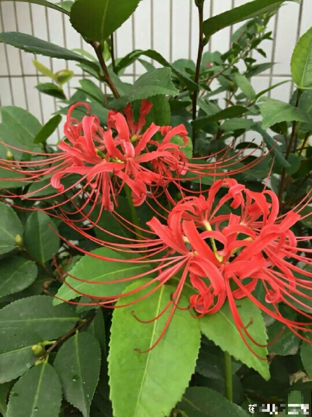 有些花名字太奇葩，叫出口太尴尬，开花却很美