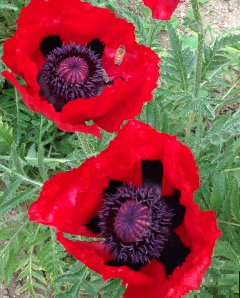 在家想养虞美人，注意做好这4点，每一盆都能开出漂亮的花！