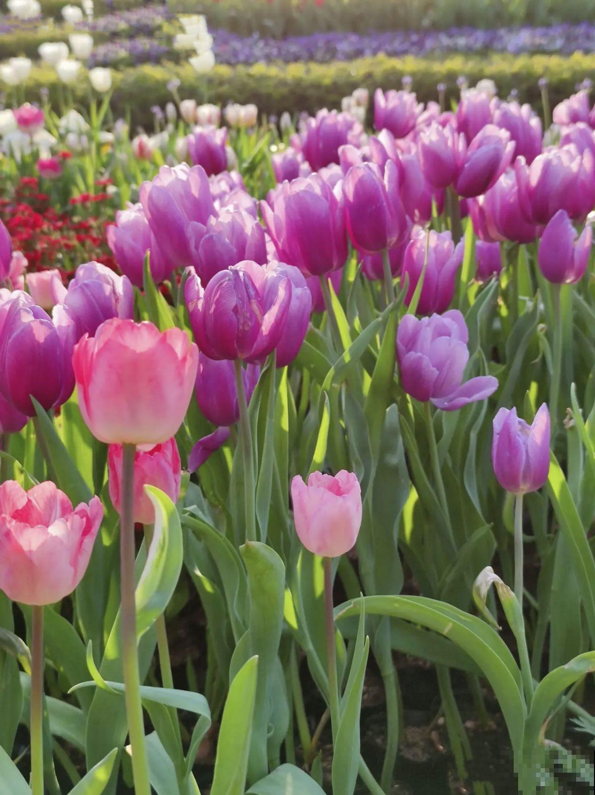 有院子春天养3种花，一旦开花就让人“眼红”，谁见了都喜欢