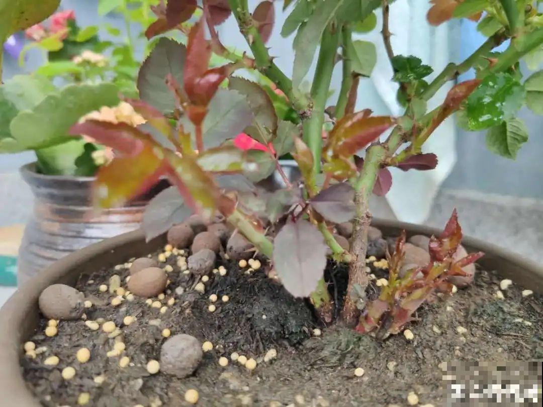 春天花要苏醒了，快施肥，新芽狂窜不断