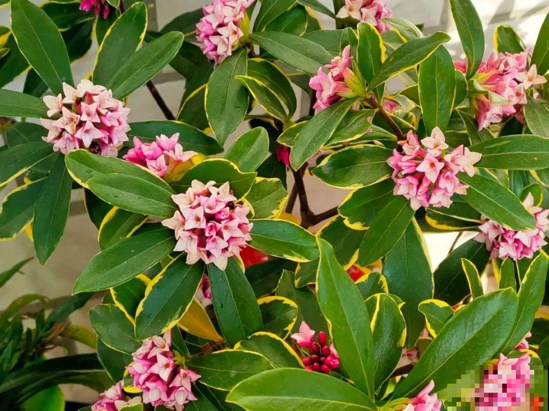 冬天的香水花，养1盆满屋子飘香，千万不要放卧室