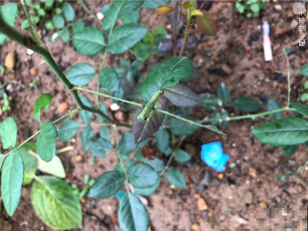 惊蛰之后，小虫乱飞，教你16种杀虫方法