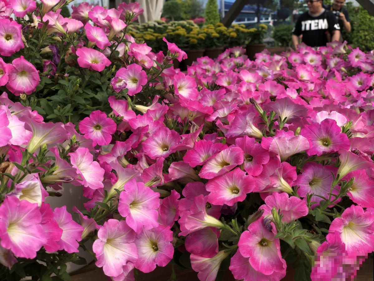 想要养好矮牵牛，这些要点必须掌握，轻松爆成“大花球”