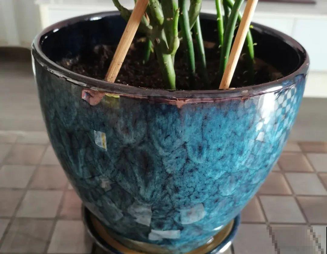 选不对花盆，啥花都被你养死了！