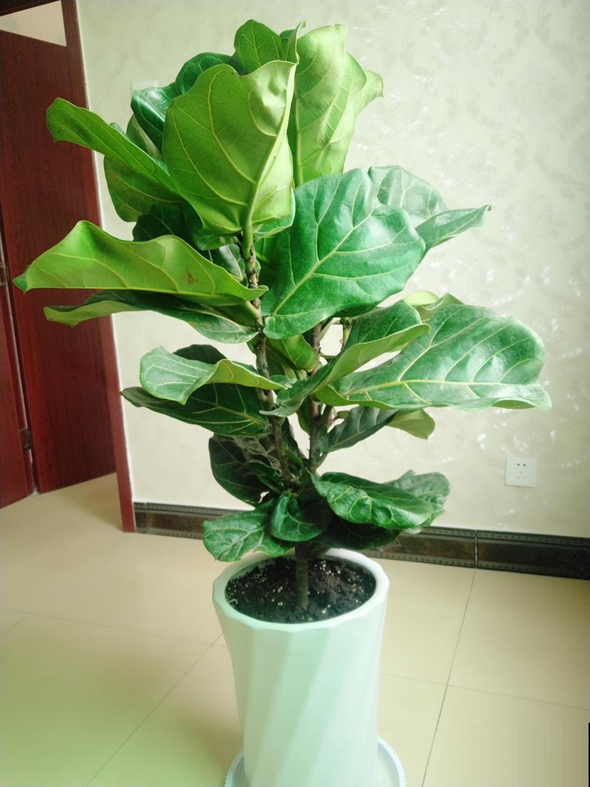 三种花不适合新手，有些养护经验的人比较适合养，开花超美