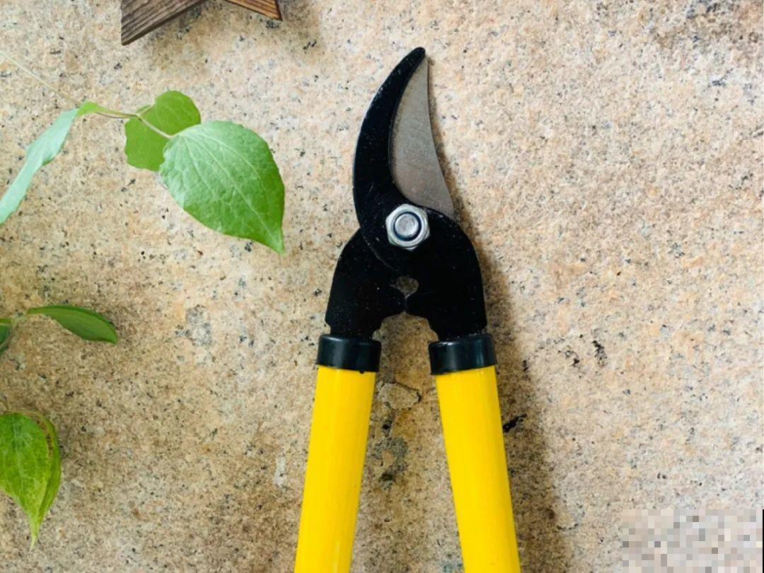 10个养花偏方,一般人我不告诉他,养花太好用 10个养花偏方,一般人我不告诉他,养花太好用