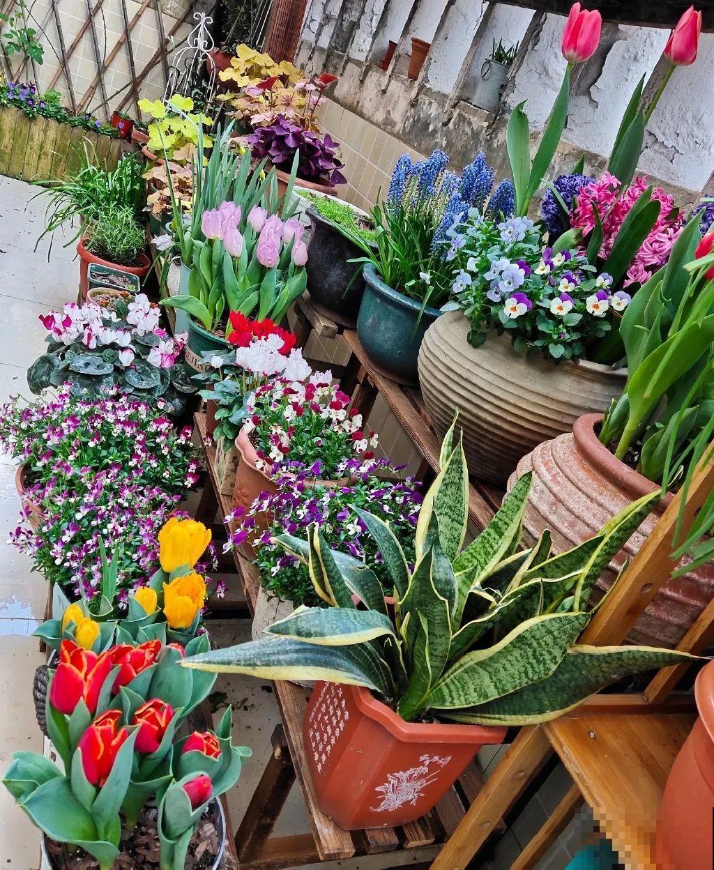 5年的花园，消失只要3天，全没了……