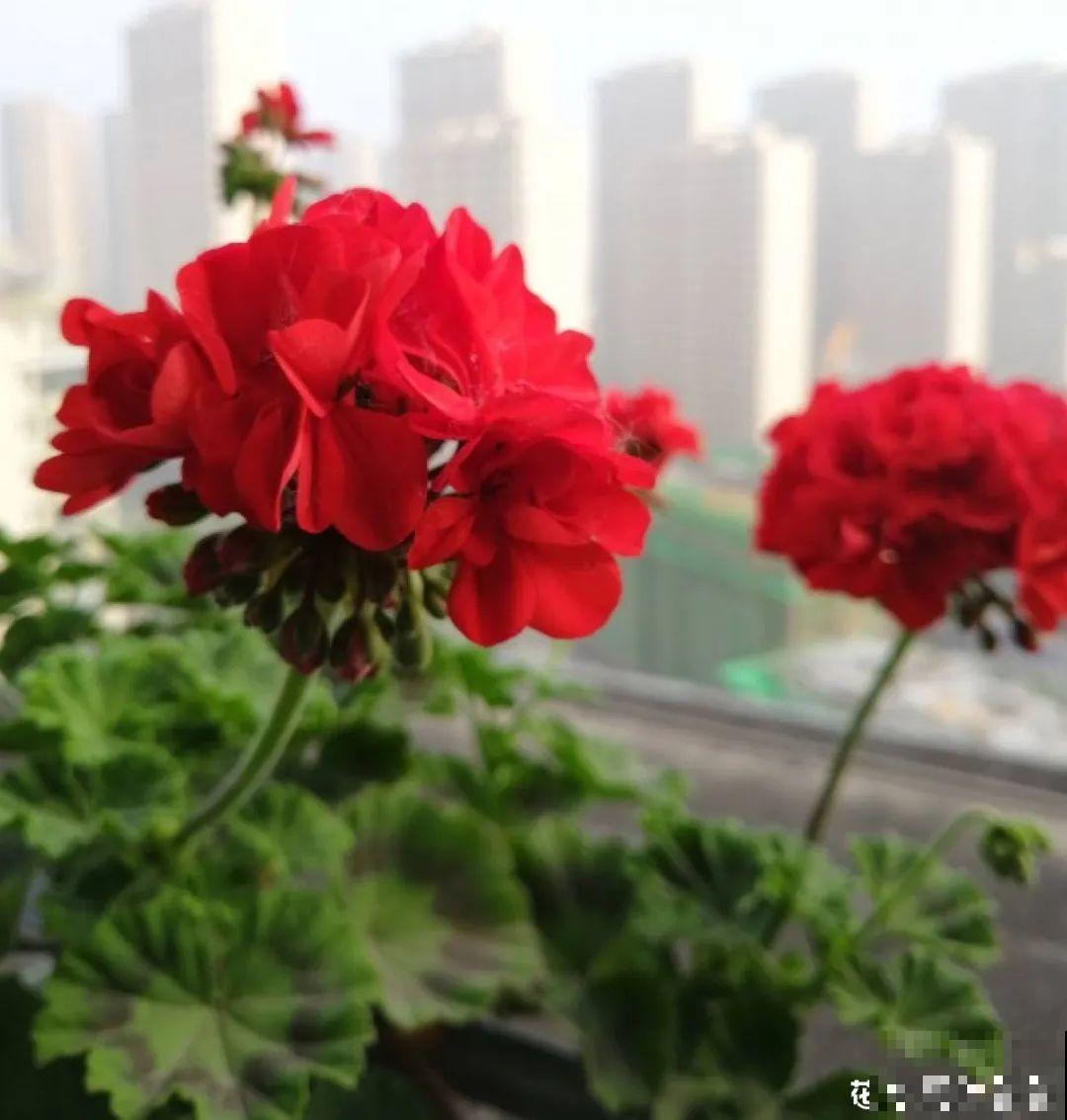 春天暖和了，6种花疯狂冒花苞，拦都拦不住