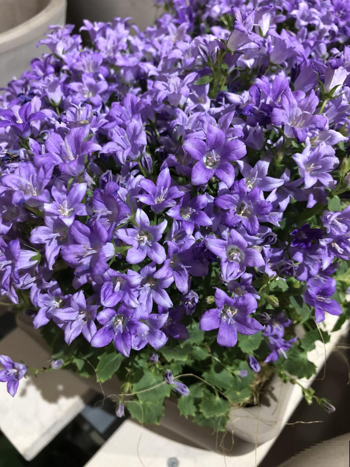 家里养盆蔓性风铃花，掌握4点养护技巧，全年花开不间断！