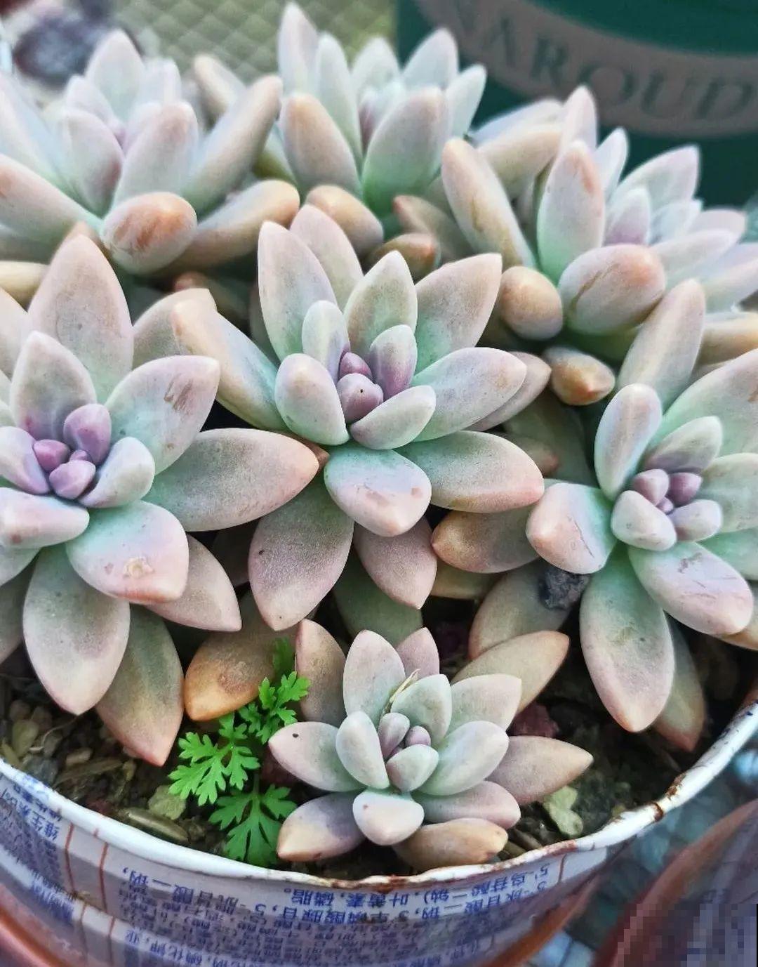 多肉养在大盆里,就是豪横霸气,棵棵大得像白菜 多肉养在大盆里,就是豪横霸气,棵棵大得像白菜