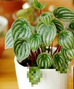 这种植物憨态可掬，耐阴又好养，像是一盆“小西瓜”！