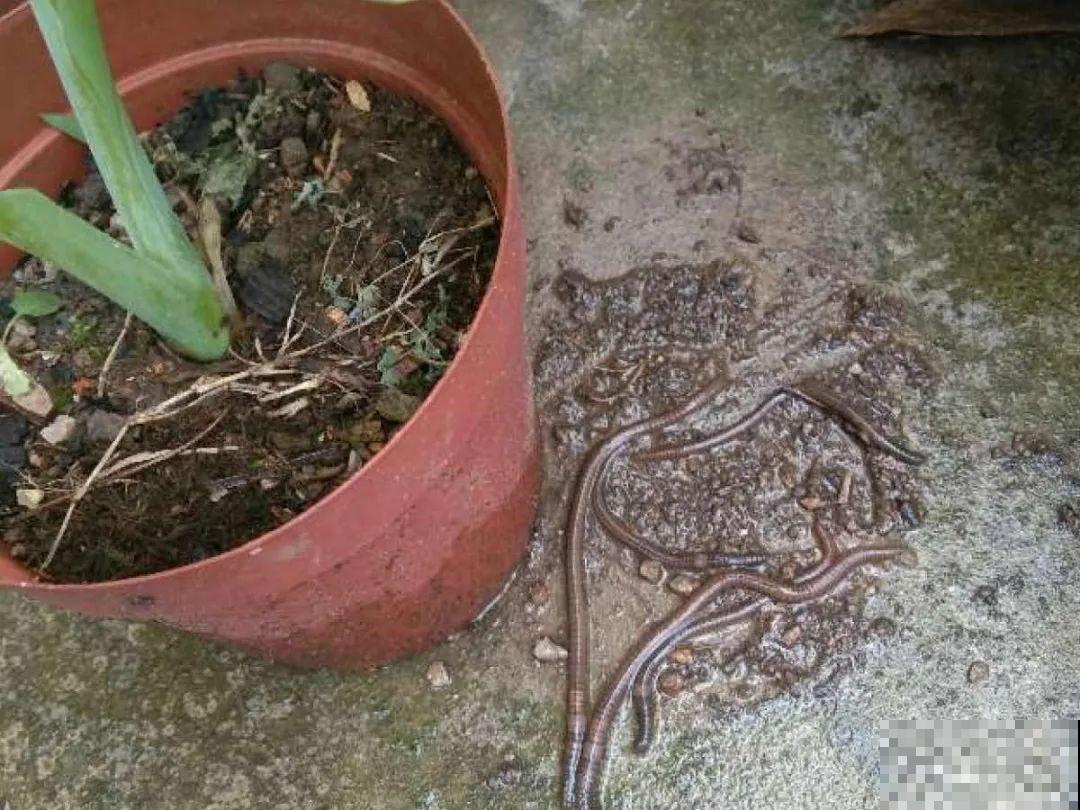 花盆里长了个“蛋”，赶紧换盆，否则必死无疑！