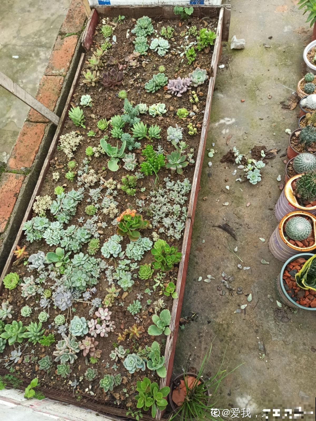 她养了上千棵多肉，排列得整整齐齐，妥妥的强迫症福音！