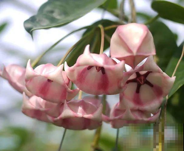 花市10块钱买的花，开花之后身价倍增，真赚了！