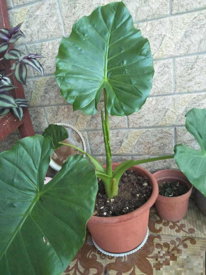 5种漂亮花，颜值虽高但不适合养家里，因为有毒！