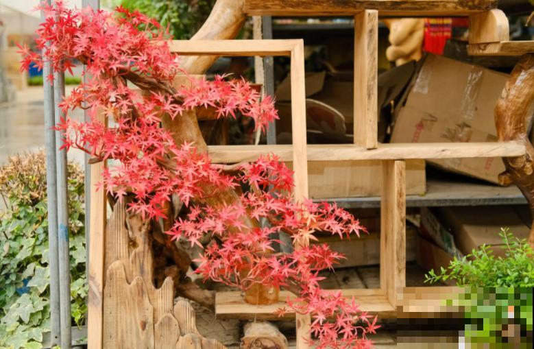 家庭自制红枫盆景，成本低、效果好，给再多钱也不卖！