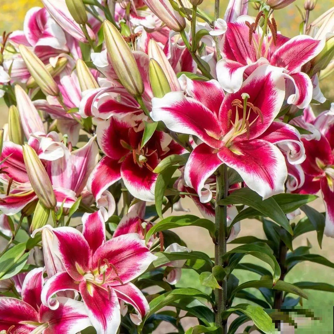 开花比脸大的百合，种下一个球，能爆一大窝球崽！