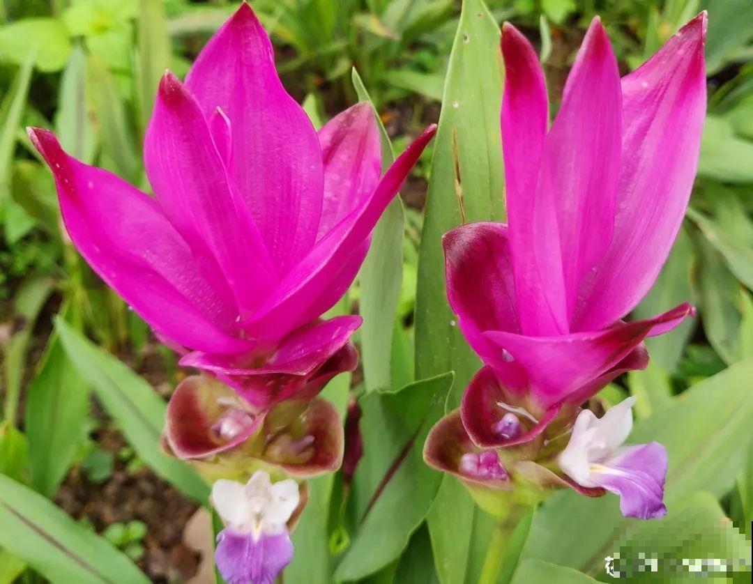 生姜埋门口,竟然开花了,花期还超长! 生姜埋门口,竟然开花了,花期还超长!