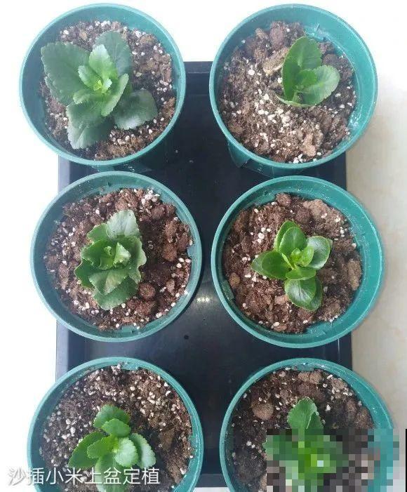 现在扦插超好活，剪根枝，捂3天，冒出狗牙根！