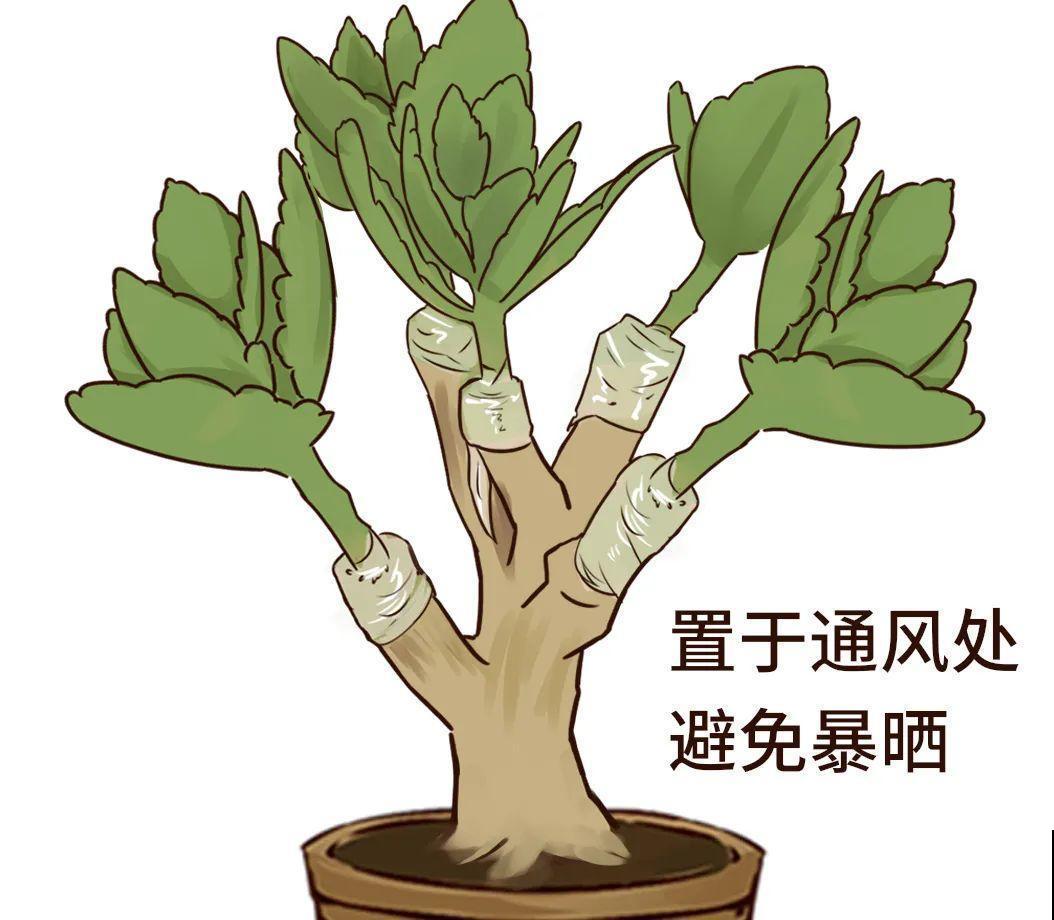 长寿花超全大养护，养爆盆的秘密，全在这里！