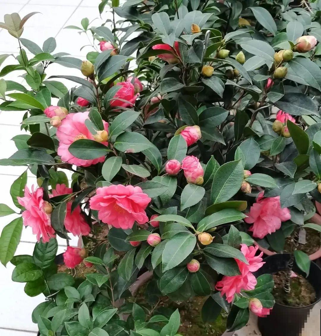 长寿花开完第一茬，赶紧剪掉，20天后又能开花