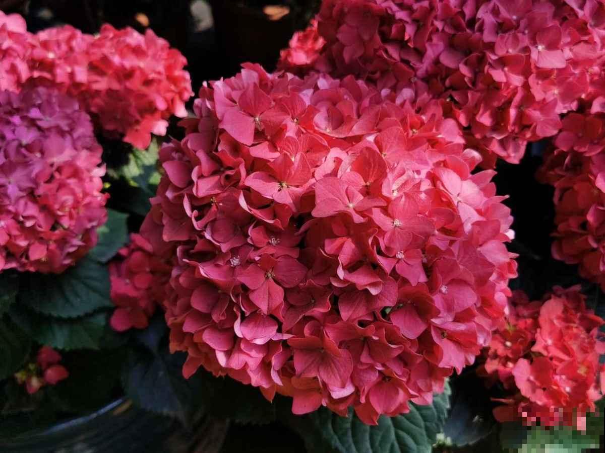 童年常见的花，现在城里当宝贝，身价翻了好几倍