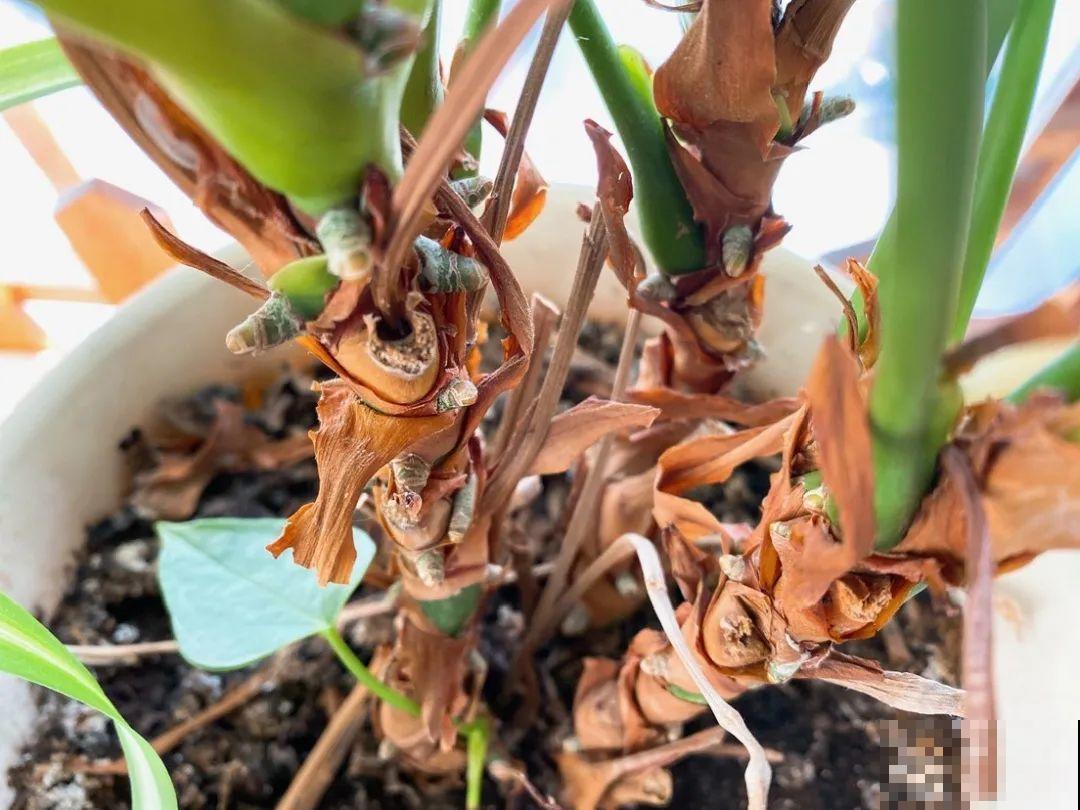 花在半空中生根了？恭喜你，又多了一棵花