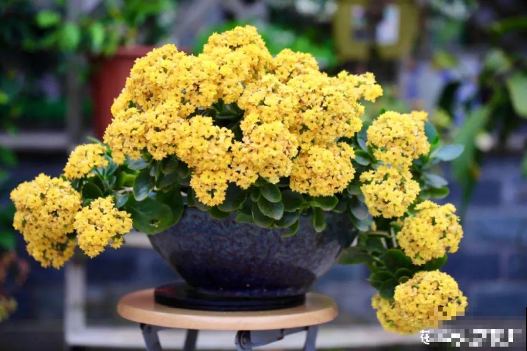 梦想有个院子，养花弄草，过舒心日子！