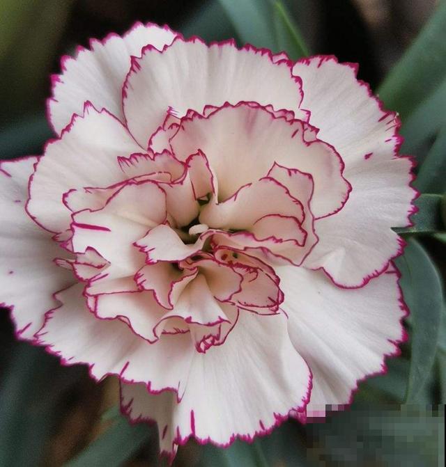 12星座幸运花,你是什么星座,最旺你的花就是它!(上篇) 12星座幸运花,你是什么星座,最旺你的花就是它!(上篇)