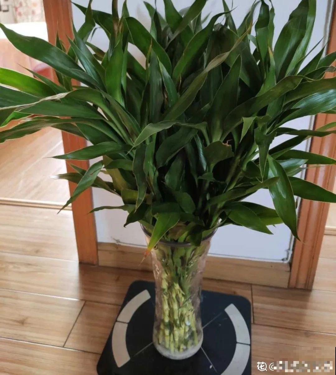 24种花,净化空气最厉害,绿萝竟然倒数! 24种花,净化空气最厉害,绿萝竟然倒数!