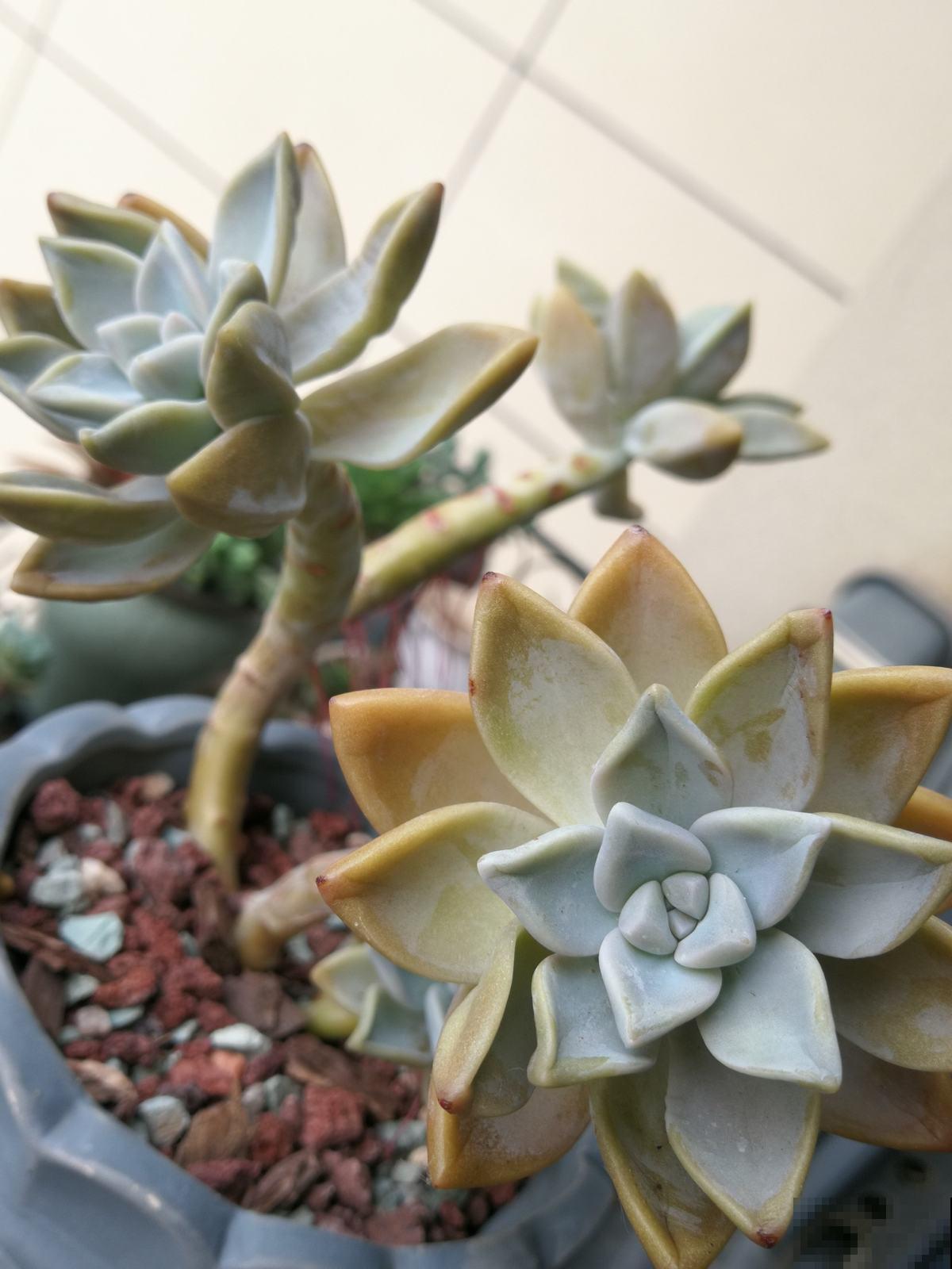 多肉出现4种情况,其实是在求救,要赶紧重视起来! 多肉出现4种情况,其实是在求救,要赶紧重视起来!