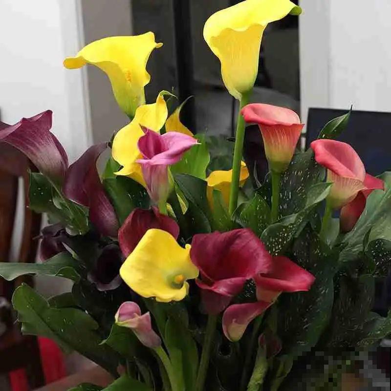 郁金香开花像假花，亲戚都不相信是真的，非要上手摸