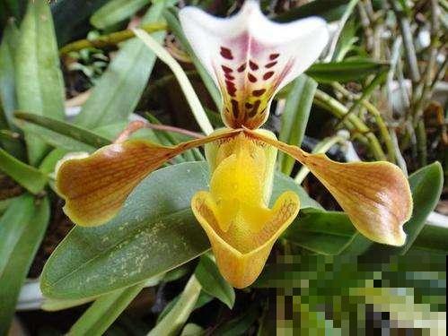 1种花像个“笼子”，还能吃虫子，越看越想笑