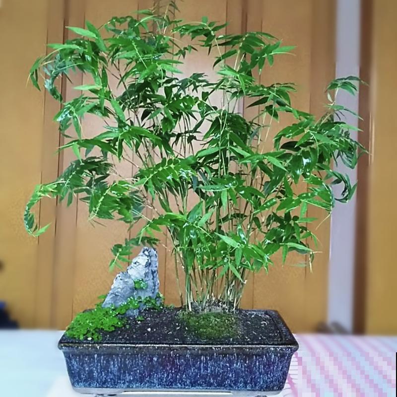 家里不能养竹子？最适合摆在桌子上的竹子，比花还好看！