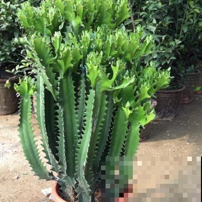 养龙骨这4点别忘记，轻松长到房顶，太大气了！