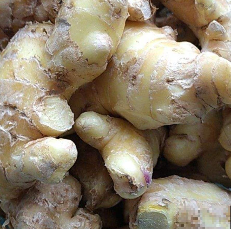 晚饭里的姜丝能不能吃？答案很重要，不能乱吃！