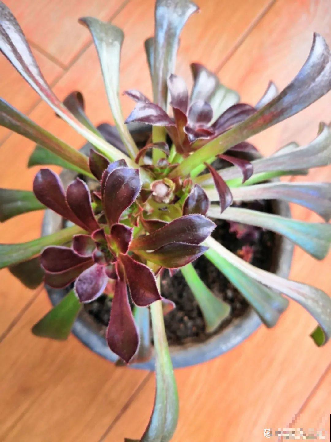 3月是给花剃头的好时机,现在狠心剪,下月就开花 3月是给花剃头的好时机,现在狠心剪,下月就开花